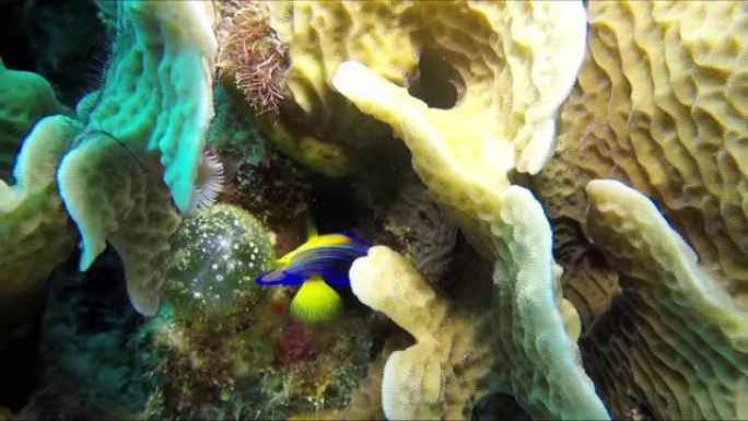 美丽的热带鱼藏在珊瑚虫里。