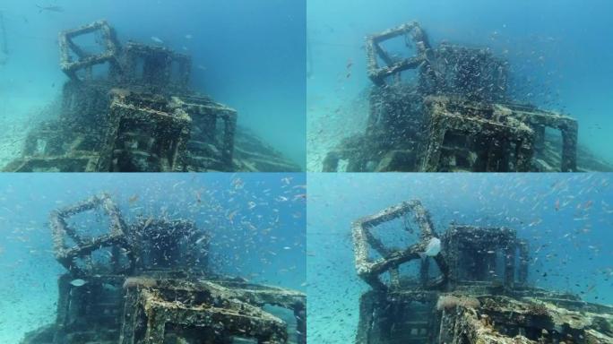 水下人制结构环境保育工程人工礁石珊瑚苗圃被热带鱼包围