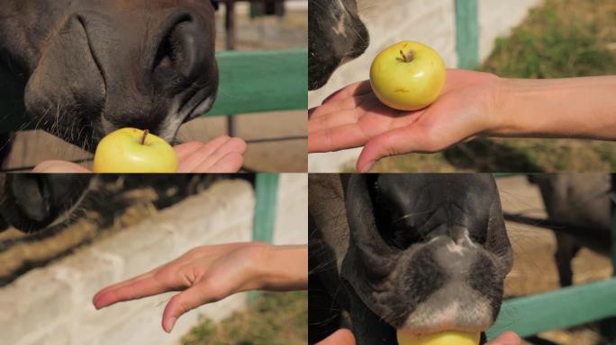 用坏牙齿关闭马嘴。农场动物吃人手中的苹果。牙齿不好的马枪口。