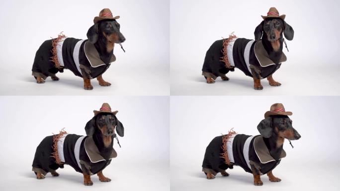 腊肠狗肖像，黑色和棕色，穿着牛仔服装和西方帽子，孤立在白色背景上