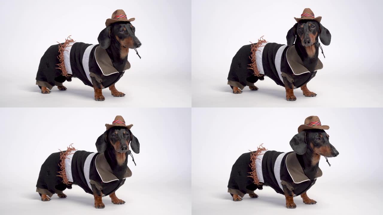 腊肠狗肖像，黑色和棕色，穿着牛仔服装和西方帽子，孤立在白色背景上