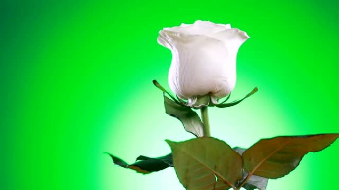 白色玫瑰花旋转特写绿色背景。爱的象征。情人节卡片设计。