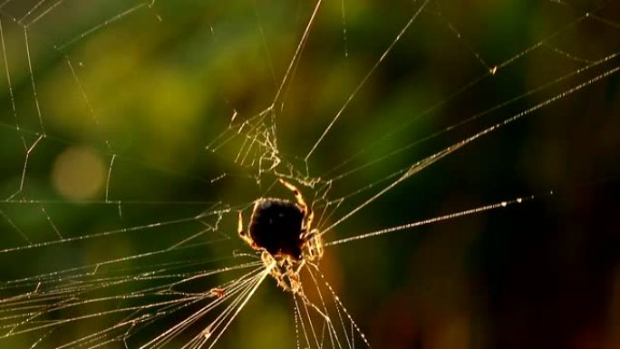 蜘蛛攀爬和旋转网