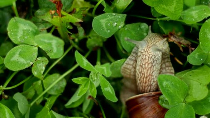 耳蜗在草丛中爬行并进食