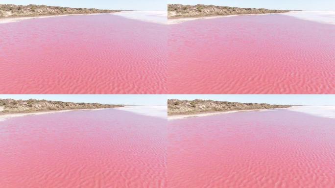 航拍: 明亮的粉红色咸水湖的镜头。赫特泻湖粉红湖。西澳大利亚州。