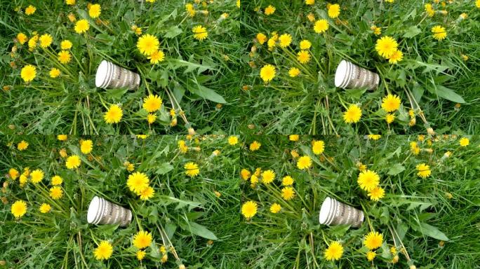 草地上的三个纸杯，上面种着黄色的雏菊花