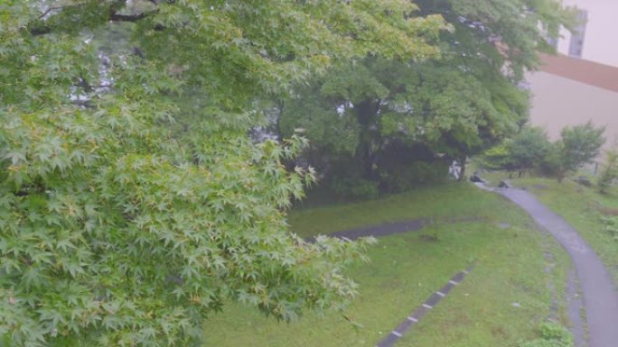 4K: 日本绿枫树风色叶落叶科赫山索花园无人自然旅游林地日本京都