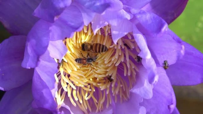 近距离蜜蜂从自然界的紫罗兰色莲花中采集花粉。