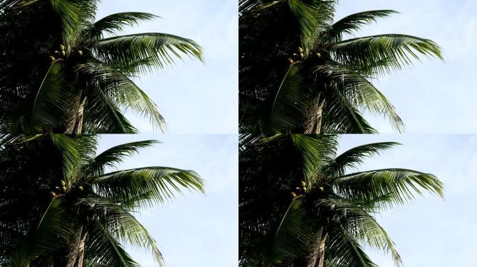 椰树在风中移动