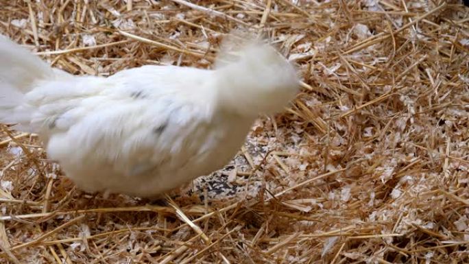 农场鸟类。白色波兰母鸡