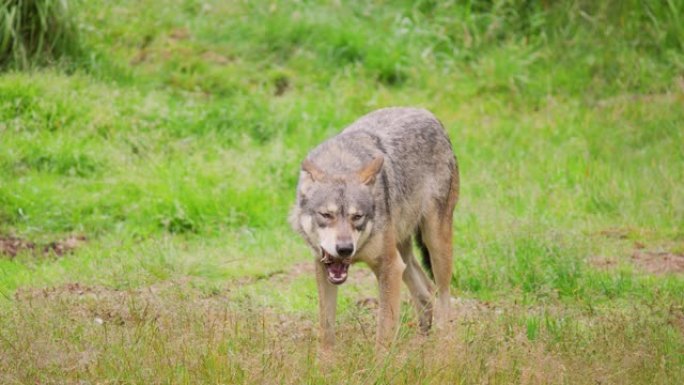 一只美丽的狼在夏天的森林里吃肉骨头