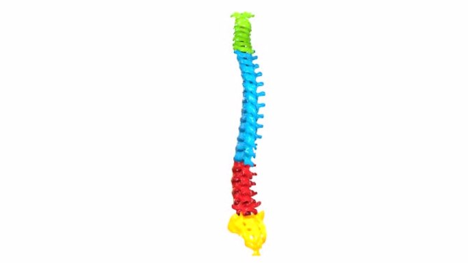 人体骨骼系统脊柱解剖