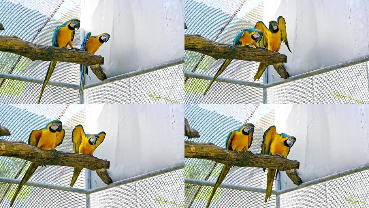 阿拉阿拉鲁纳蓝色和黄色金刚鹦鹉挂在鸟舍的树枝上