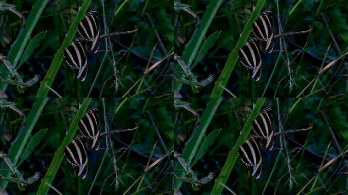 森林里的蝴蝶。两只蝴蝶在绿色模糊的背景下，用刺在树枝上排成一行。