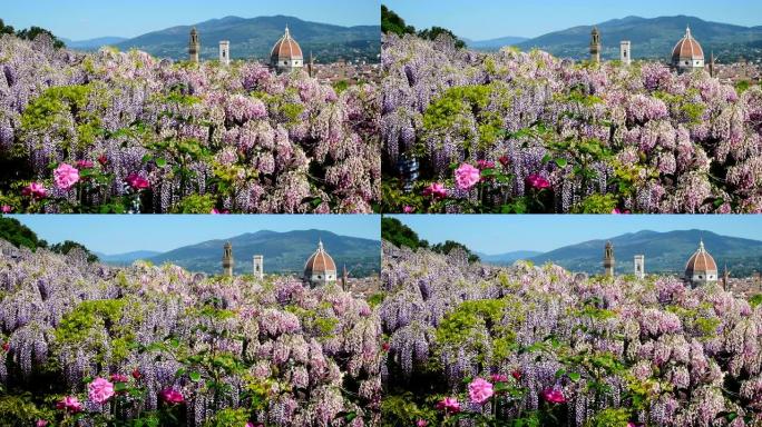 从米开朗基罗广场附近的花园里可以看到佛罗伦萨的圣玛丽亚大教堂，那里有美丽的紫色紫藤。意大利佛罗伦萨。