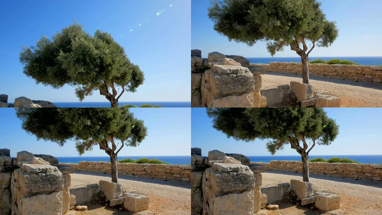 海上考古遗址上的小树
