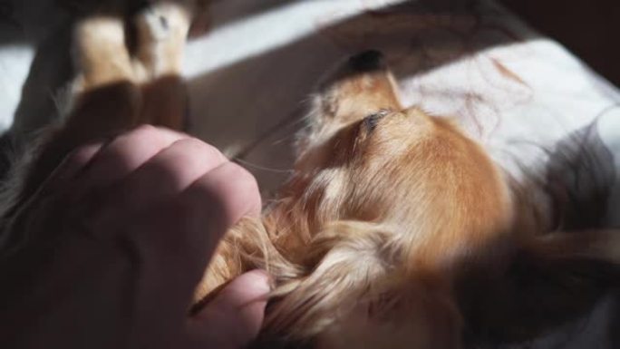 可爱的有趣的长毛吉娃娃狗睡在格子上。非常可爱的宠物。美丽的遮阳帘