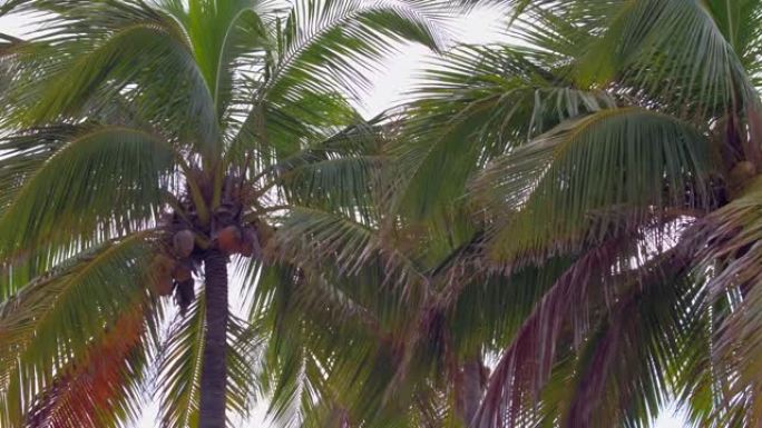 迈阿密棕榈树慢动作拍摄的地面万向节运动视频