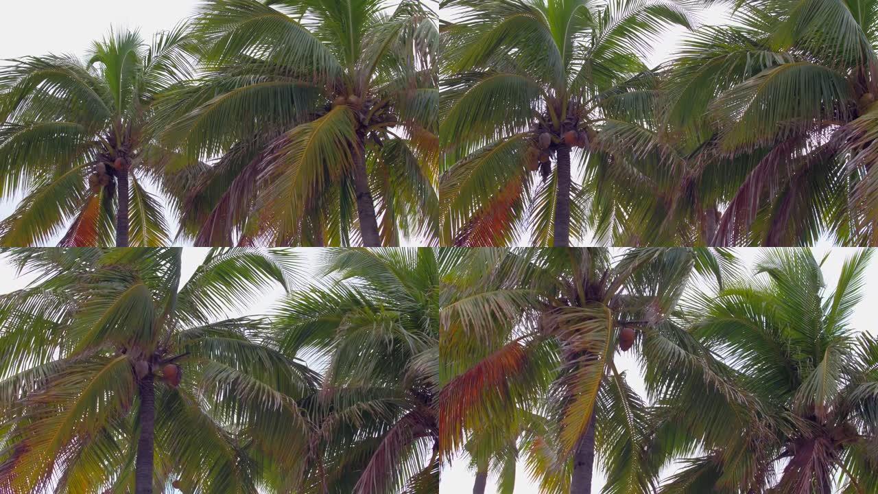 迈阿密棕榈树慢动作拍摄的地面万向节运动视频