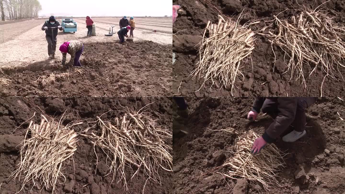 药农收割沙参桔梗中草药