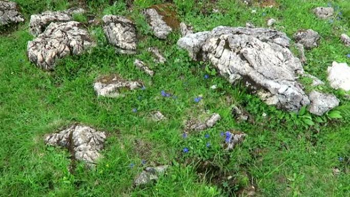 奥地利Zillertal山谷阿尔卑斯山的龙胆花。(Gentiana orbicularis)