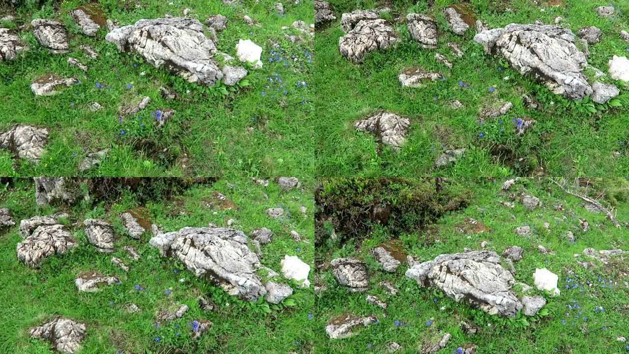 奥地利Zillertal山谷阿尔卑斯山的龙胆花。(Gentiana orbicularis)