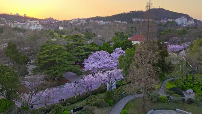 航拍青岛中山公园春天的樱花