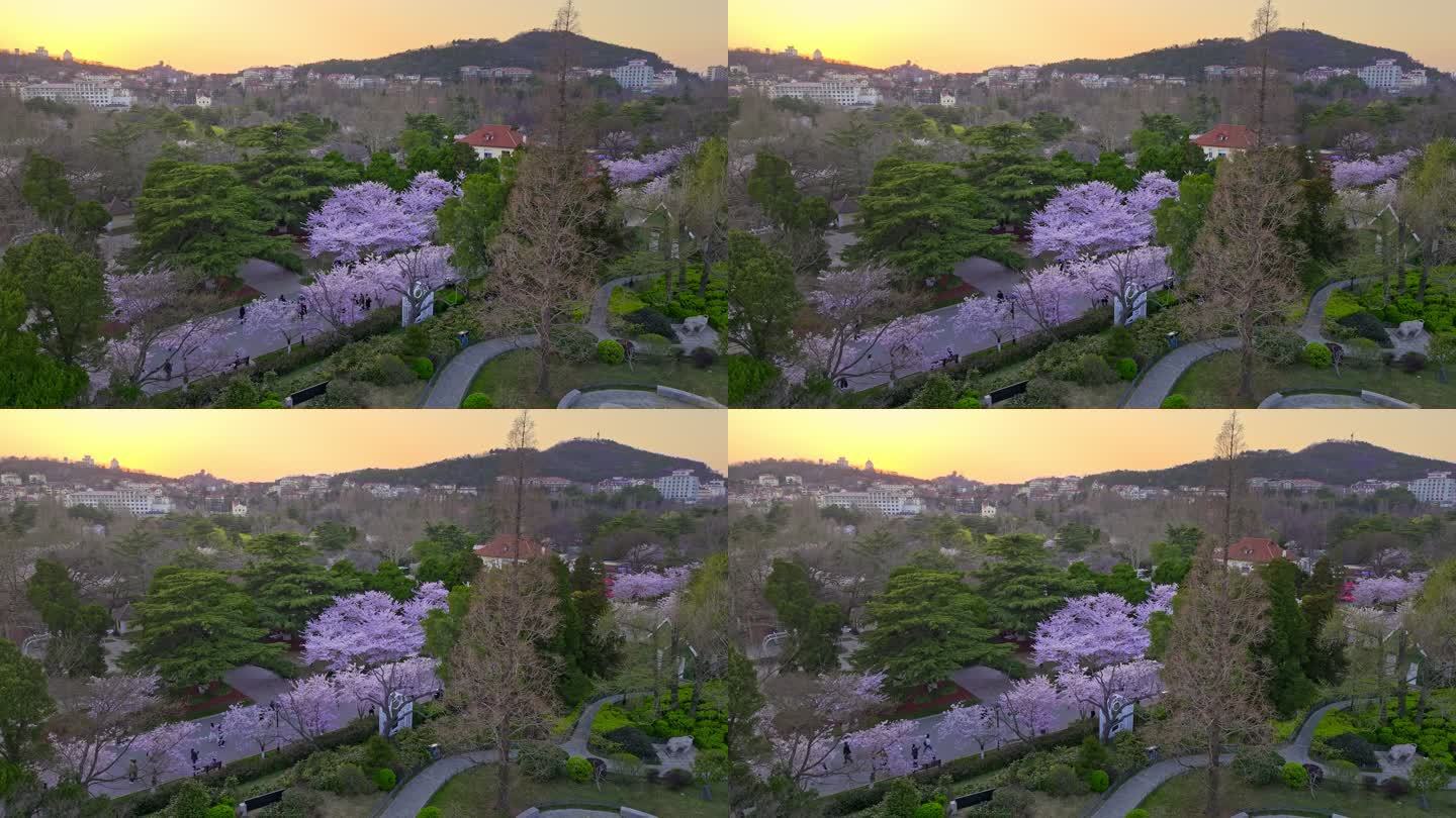 航拍青岛中山公园春天的樱花