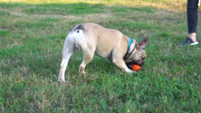 可爱的法国斗牛犬玩橙色球。一只狗玩球的特写肖像。慢动作