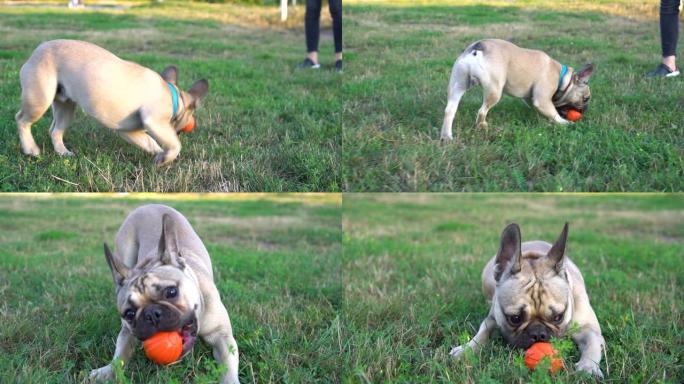 可爱的法国斗牛犬玩橙色球。一只狗玩球的特写肖像。慢动作