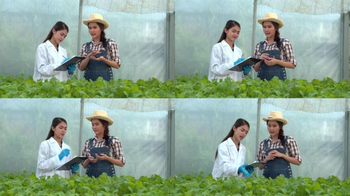 亚洲女植物学家检查生菜或绿色oad的状况并检查酸碱度。水。4k慢动作。