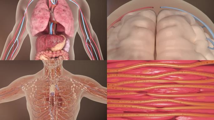 人体三维 五脏六腑 心 肝 脾 肺肾医疗