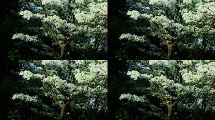 春天阳光下的白色流苏树