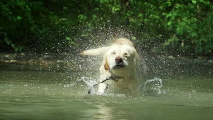 成年拉布拉多人在河里沐浴，享受大自然。有趣的动物。湿狗摇晃