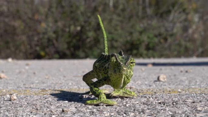 绿色蜥蜴在沥青上行走的UHD视频