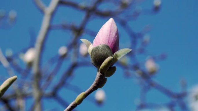 粉色木兰芽