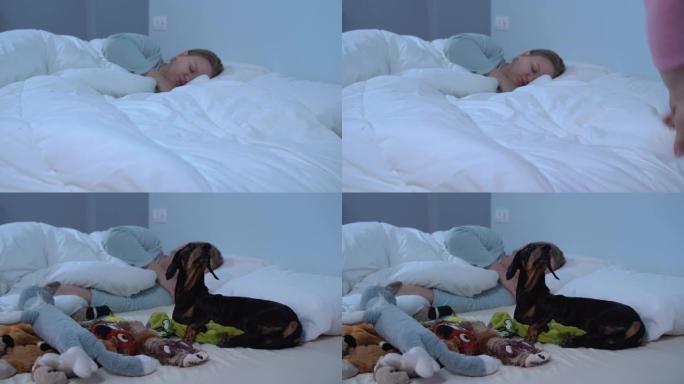有趣的视频，可爱的黑色和tan腊肠犬睡在主人的床上，带着所有的玩具。主人上床睡觉，发现他的狗在毯子下