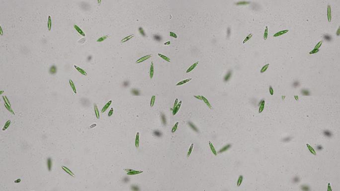 Euglena是在微观上进行教育的单细胞鞭毛真核生物的一种。