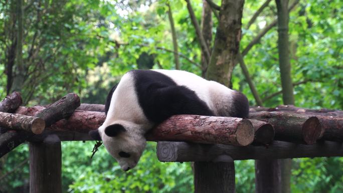 大熊猫趴着睡觉