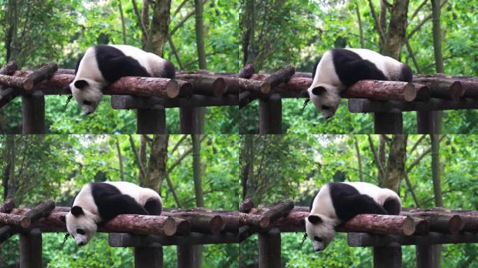 大熊猫趴着睡觉