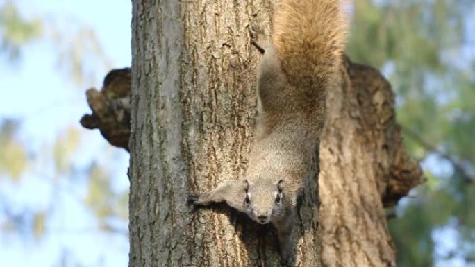 单只松鼠积极爬树，看着相机。