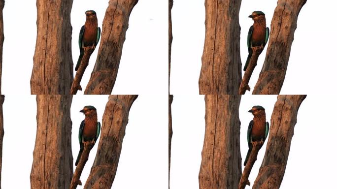 印度塔多巴树上栖息的印度滚筒的日落照片-4K 60p