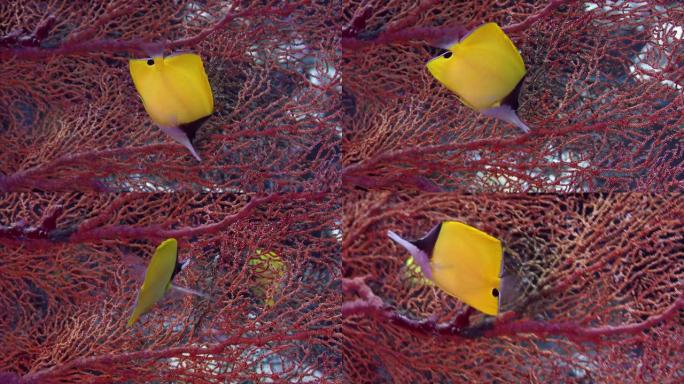 一种黄色的长鼻蝴蝶鱼啄食来自印度尼西亚的戈贡人的息肉