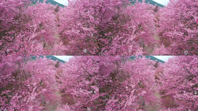 大片樱花园树林木美丽乡村振兴粉红色大道飘