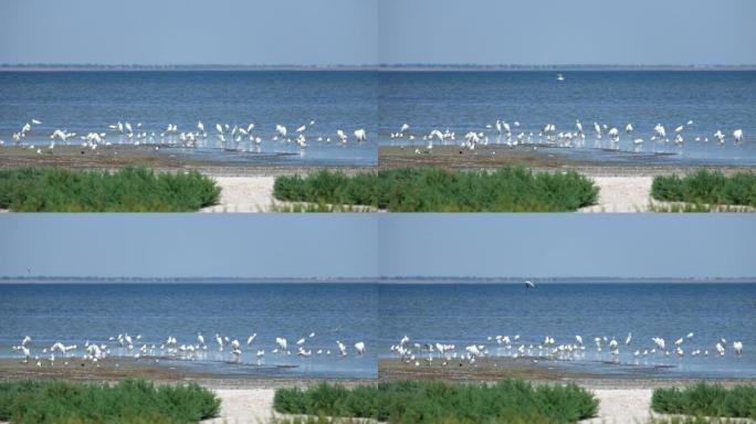 沙甘尼潟湖岸边的普通白鹭和海鸥 (图兹洛夫斯基潟湖国家公园)