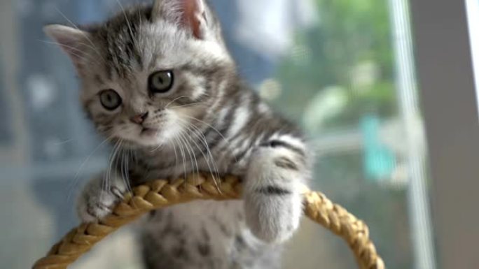 有趣的虎斑猫小猫在篮子里玩苏格兰折叠的慢动作