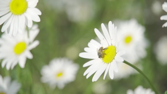 蜜蜂采蜜
