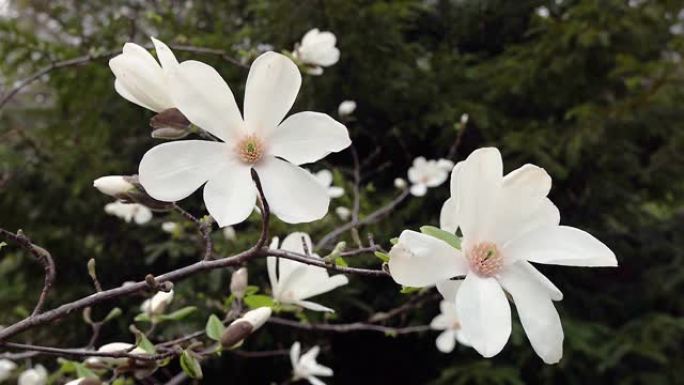 白玉兰的花