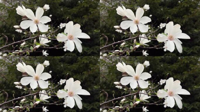 白玉兰的花