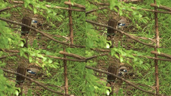 杰伊·伯德 (Jay bird) 在城市公园里寻找美食。欧亚乌鸦科森林鸟。(Garrulus gla